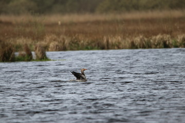 Graugans landet im Wasser