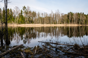 Fototapeta na wymiar reflections of trees in the lake water