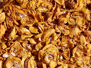 dried flowers on the ground