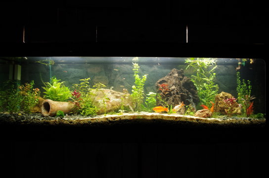 poissons rouges