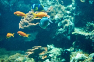 Naklejka na ściany i meble gelbe Fische im Korallenriff