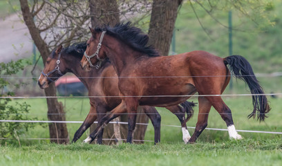 pferde © Klaus Haase 