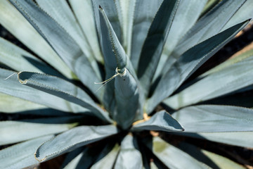 Agave Azul Tequila Plant
