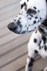 head of a dalmatian dog