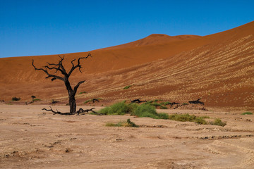 Namibia  - Dead Vlei