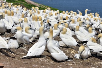 Les Fous de Bassan - Île Bonaventure, Gaspésie, Québec, Canada