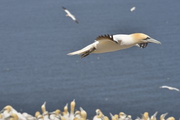 Les Fous de Bassan - Île Bonaventure, Gaspésie, Québec, Canada