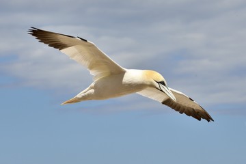 Les Fous de Bassan - Île Bonaventure, Gaspésie, Québec, Canada