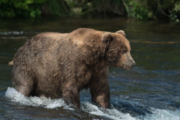 Obraz na płótnie Canvas Alaskan brown bear on falls