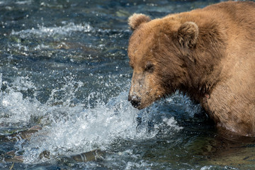 Naklejka na ściany i meble Alaskan brown bear fishing for salmon