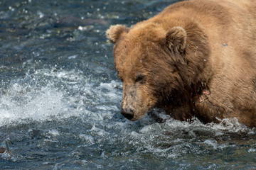 Fototapeta na wymiar Alaskan brown bear fishing for salmon