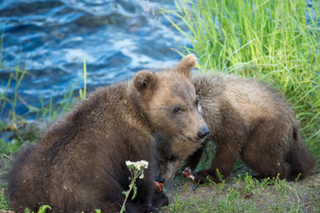 Obraz na płótnie Canvas cute brown bear cubs