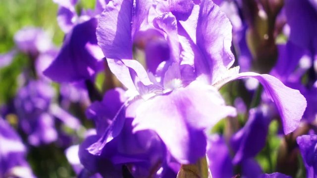 Slowmotiom moving of purple iris flowers
