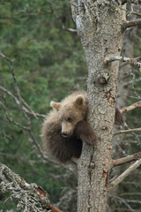 Cute Alaskan brown bear cub
