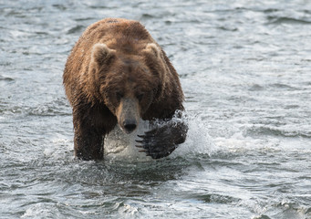 Large brown bear in river