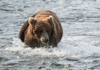 Large brown bear in river