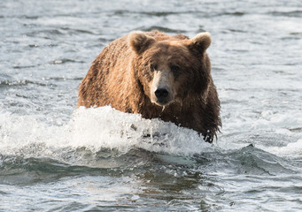 Fototapeta na wymiar Large brown bear in river