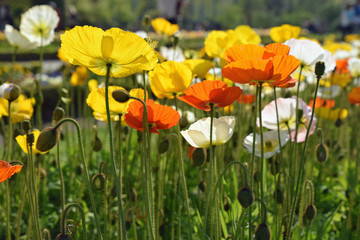Pavots multicolores au printemps au jardin