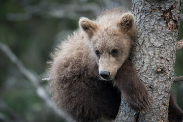 Naklejka na ściany i meble Cute Alaskan brown bear cub