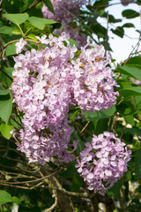 Purple Pink Finland hydrangea