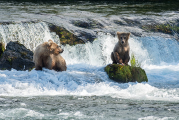 Fototapeta premium Brown bear sow and cub at Brooks Falls