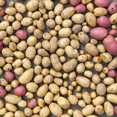 Top view on organic potatoes of different shapes and sizes. Havest in autumn.