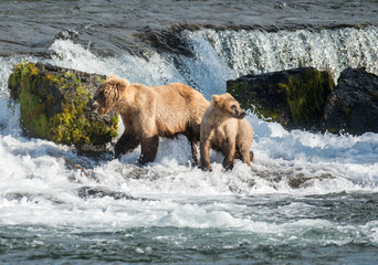 Brown bear sow and cub at Brooks Falls