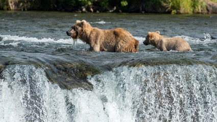 Naklejka na ściany i meble Brown bear sow and cub at Brooks Falls