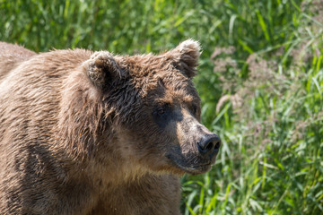 Obraz premium Alaskan brown bear in the woods