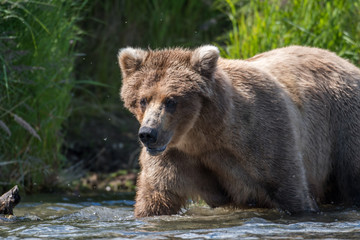 Naklejka na ściany i meble Alaskan brown bear in river