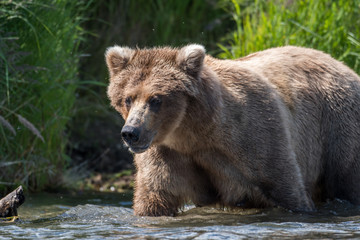 Obraz na płótnie Canvas Alaskan brown bear in river
