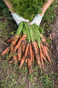 Top view on woman's hands holding bunch of fresh organic carrots on soil background. Autumn harvest and healthy food concept