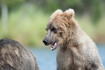 Fototapeta premium Two Alaskan brown bears playing