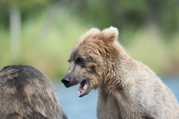 Obraz premium Two Alaskan brown bears playing