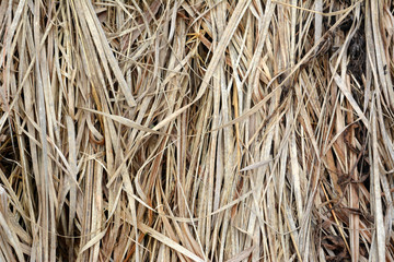 Dry grass, floral texture, background 