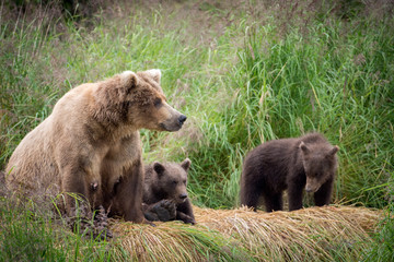 Naklejka premium Alaskan brown bear sow with cubs