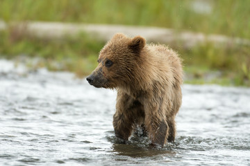 Alaskan brown bear cub © Tony Campbell