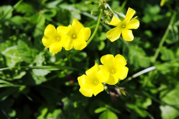 フェズからメクネスまで