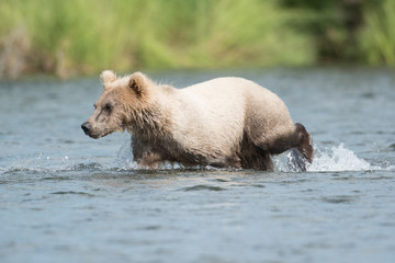 Alaskan brown bear cub © Tony Campbell