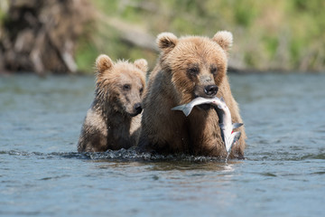 Fototapeta premium brown bear with salmon