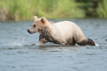 Alaskan brown bear cub © Tony Campbell
