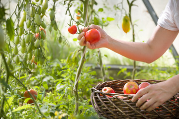 woman's hands harvesting fresh organic tomatoes in her garden on a sunny day. Farmer Picking...