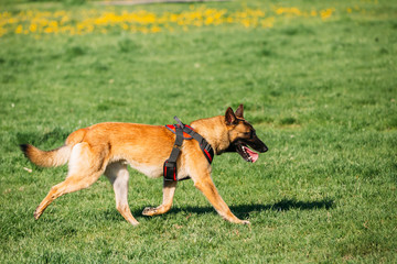 Naklejka na ściany i meble Malinois Dog Walking Outdoors In Green Summer Grass At Training