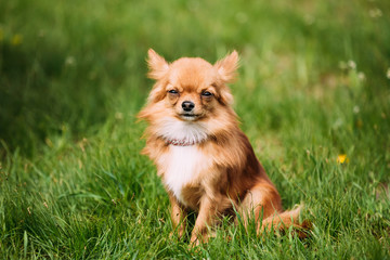 Beautiful Funny Young Red Brown And White Tiny Chihuahua Dog Sitting