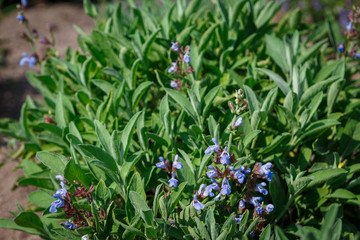 salvia blue flowers blossom