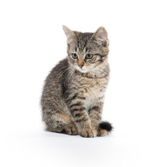 Cute tabby on whiteq