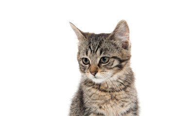 Obraz premium Cute tabby on whiteq