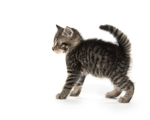 Obraz premium Przestraszony kotek z łukowatymi plecami