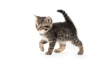 Cute tabby kitten on white