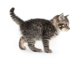 Cute tabby kitten on white